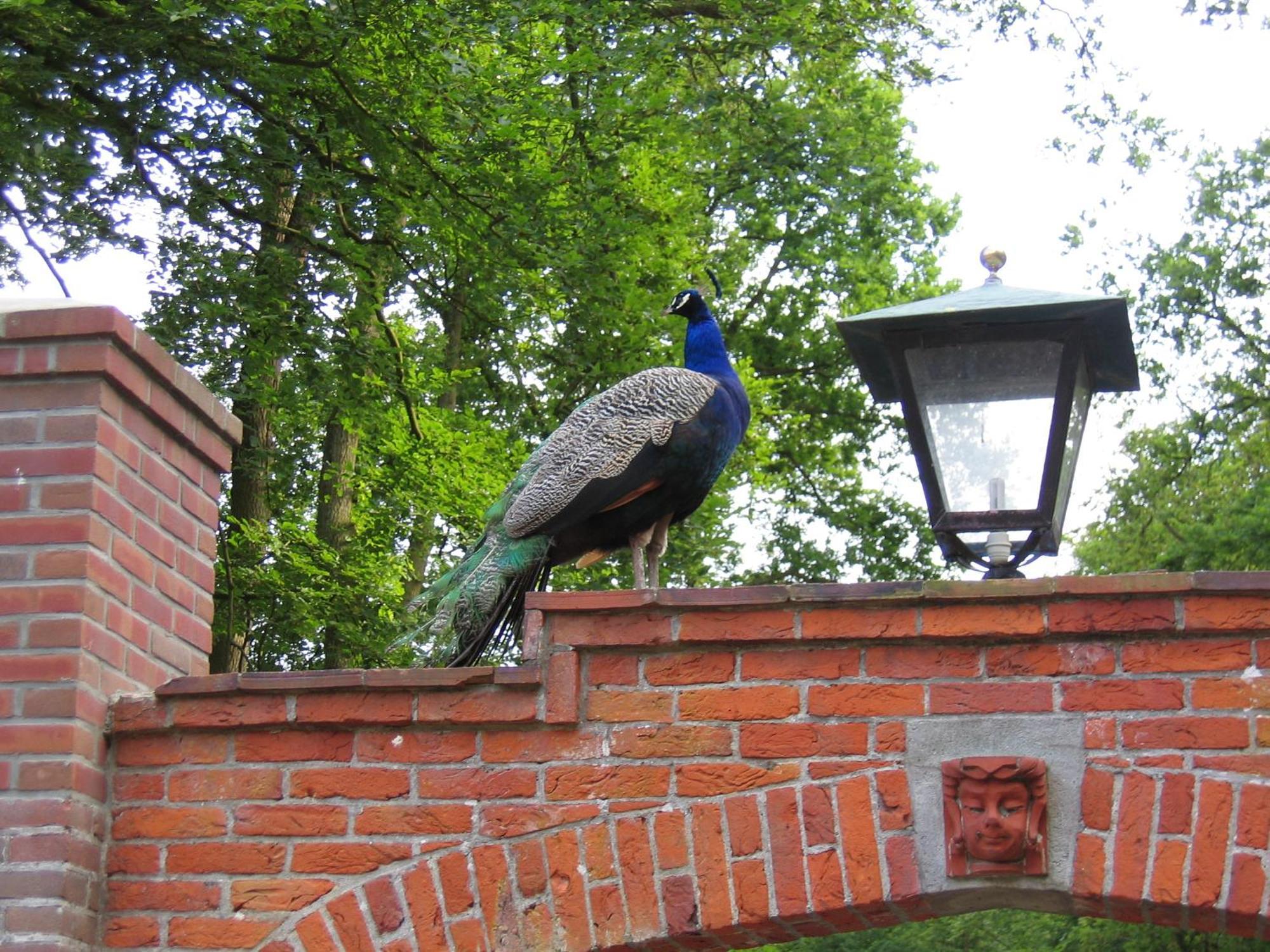 Londons Cottage Hilversum Buitenkant foto